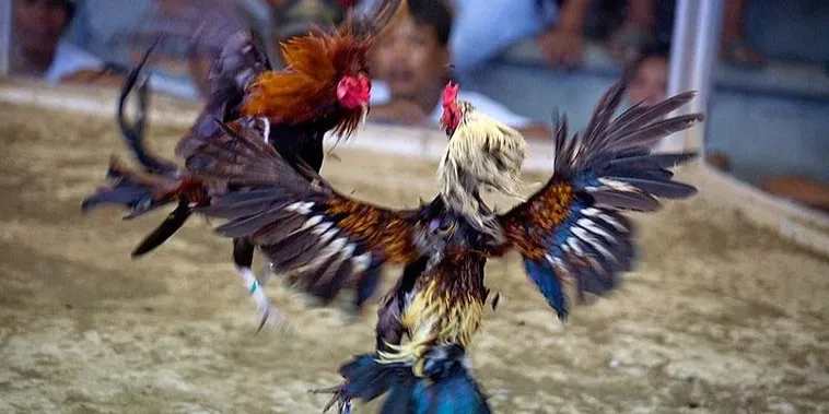 Bí Quyết Chơi Đá Gà Sabong Tại 789BET Dành Cho Người Mới 2 Bí Quyết Chơi Đá Gà Sabong Tại 789BET Dành Cho Người Mới