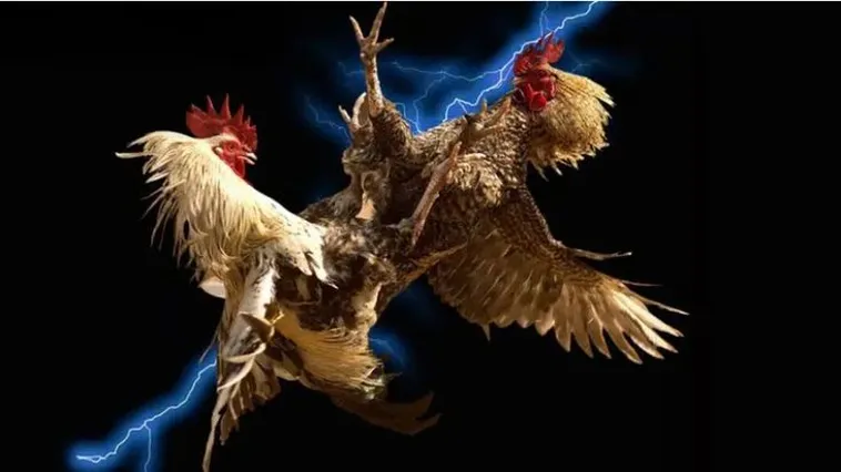 Cách Chơi Đá Gà WS168 Tại 789BET Đỉnh Cao Trải Nghiệm Cá Cược